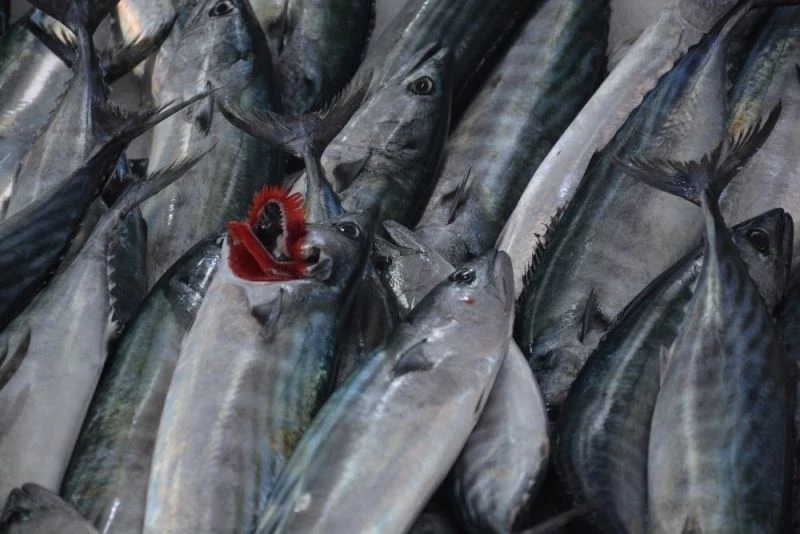 Sinop’ta hamsinin yerini mezgit ve palamut aldı

