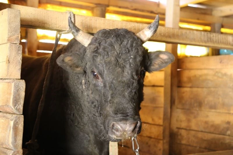 Artvin’de 200 yıllık gelenek yok olma tehlikesiyle karşı karşıya
