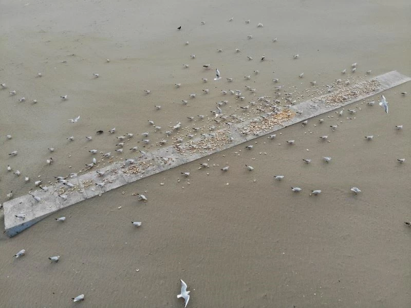 Kısıtlamada ortalık martı ve kargalara kaldı
