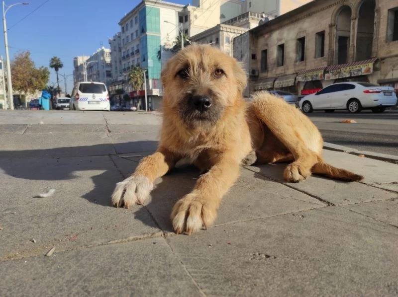 Şanlıurfa’da boş kalan cadde sokak ve meydanlar havadan görüntülendi

