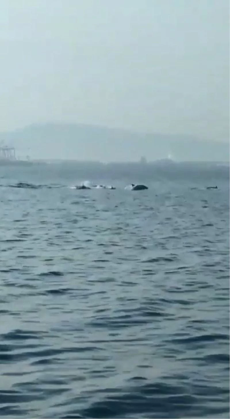 Bursa’da yunusların şovu büyüledi
