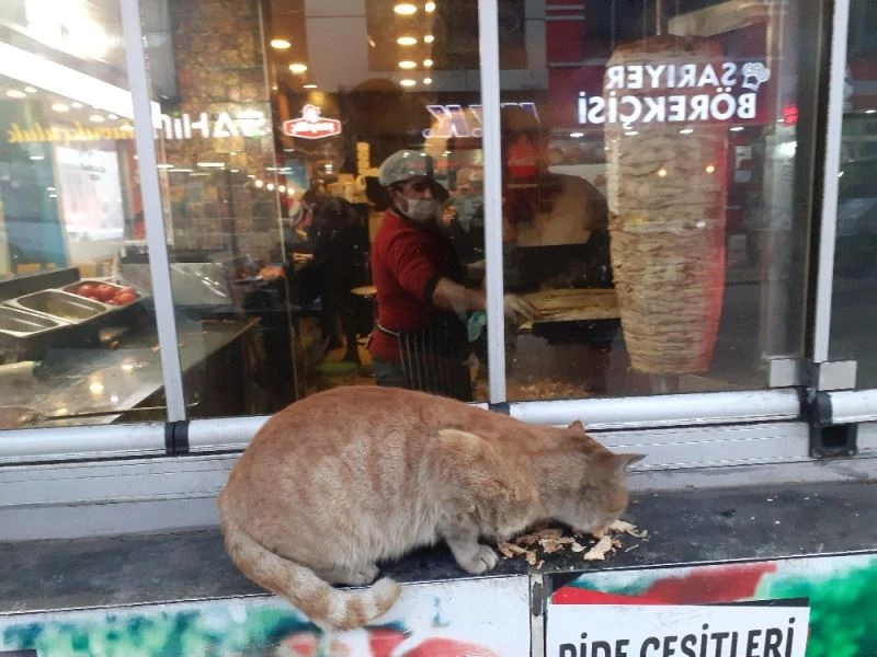Ağrı’da karnı acıkan kedinin karnını döner ustası doyurdu
