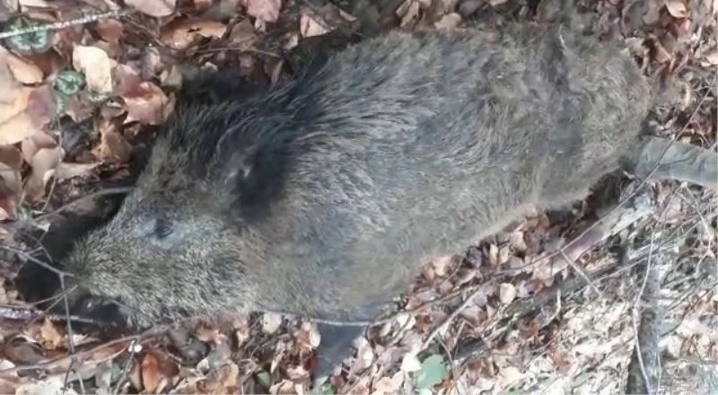 Yaban domuzlarının ölüm vakaları arttı
