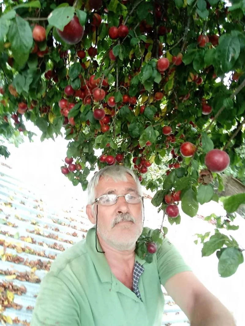 Kestane ağacından düşen adam hayatını kaybetti
