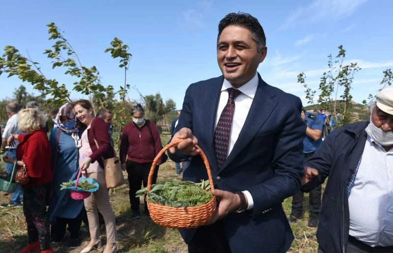 Anadolu Adaçayı ile İzmir Kekiğinin hasadı yapıldı
