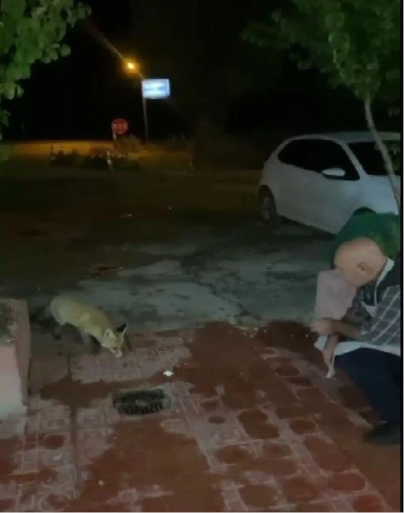 Bir kez yemek verdi, sevimli tilki lokantanın daimi ziyaretçisi oldu
