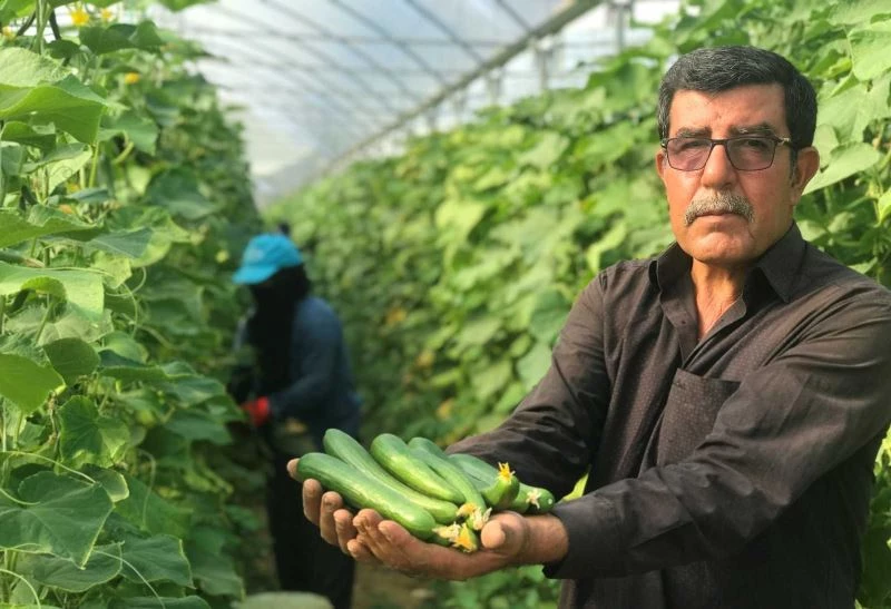 Kuraklık seracıları da vurdu, rekoltede yüzde 40 kayıp var
