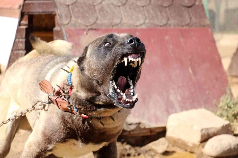 Yurtdışından talep yağıyor, lüks otomobil fiyatına alıcı buluyor
