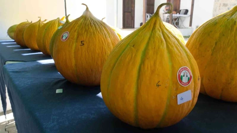 Muğla’da en güzel yayla kavunları seçildi
