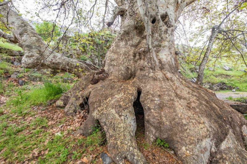 Tunceli’deki ‘Doğu çınarı’ anıt ağaç olarak tescil edildi
