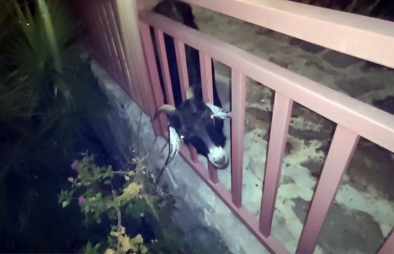 Terastaki korkuluklara başını sıkıştıran keçi itfaiyenin uzun uğraşları sonucu kurtarıldı
