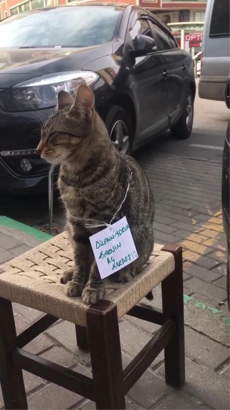 Karnı aç kedi farklı bir yöntem denedi
