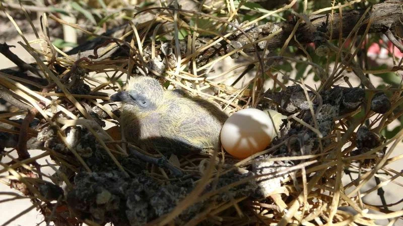 Güvercin yuvasını görünce çalışmayı durdurdular