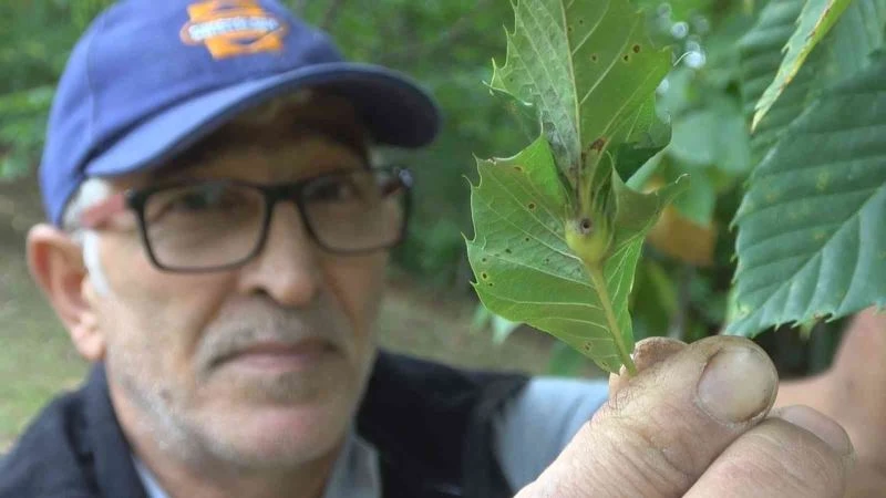 ’Katil gal arısı’ tehdidi büyüyor: Bartın ve Kastamonu’dan sonra Sinop’ta da görüldü
