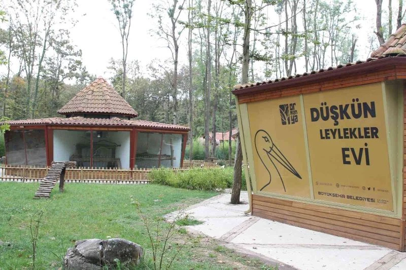 Düşkün leylekler evi Ormanya’da
