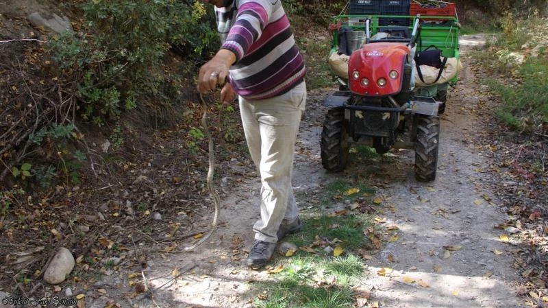 Yolda gördüğü yılanı yakalayıp eline aldı ve oynadı
