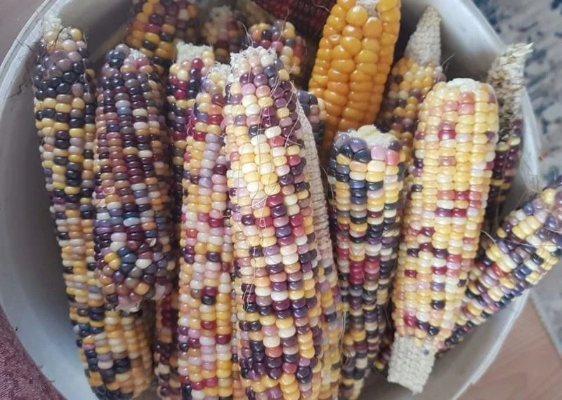 Sinop’ta renkli mısırlar ilgi görüyor
