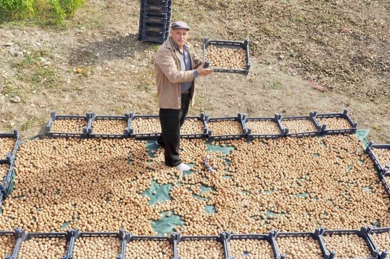 Kanatlı hayvan gübresiyle ceviz üretimini ikiye katladı
