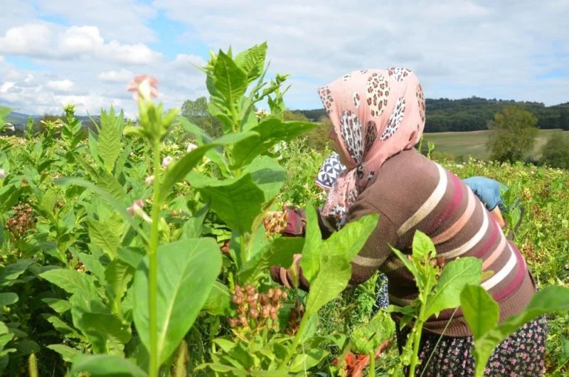 Samsun tarım ürünlerinde Türkiye’yi besliyor
