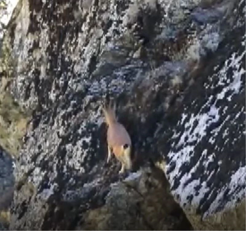 3 ayaklı yaban keçisinin kayalara tırmanma azmi
