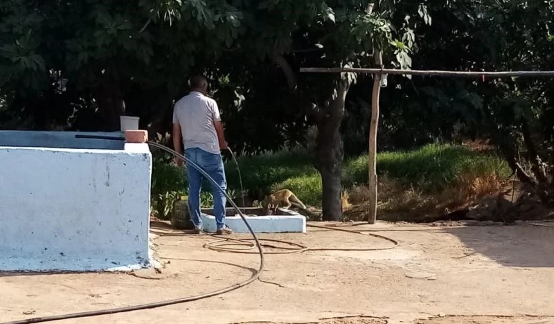 ‘Kızım’ diye seslendiği tilkiyi besledi
