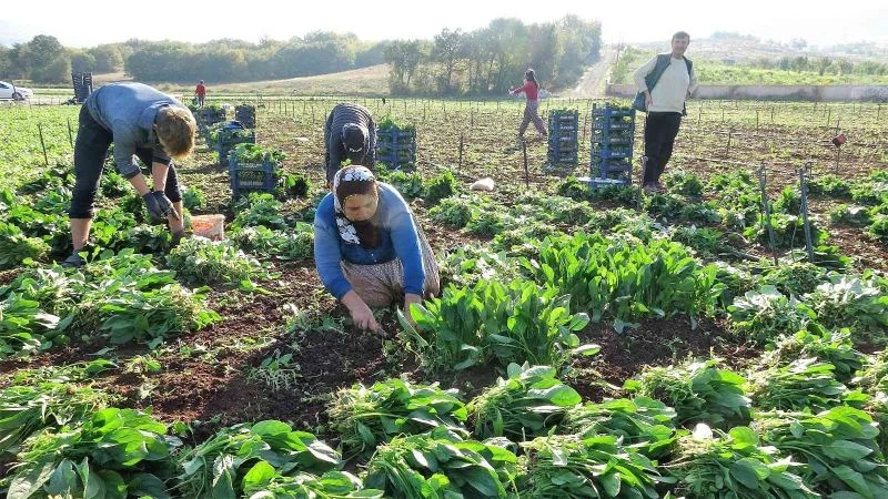 Sonbaharın gözdesi ıspanak tarlada 3.5 liraya yükseldi
