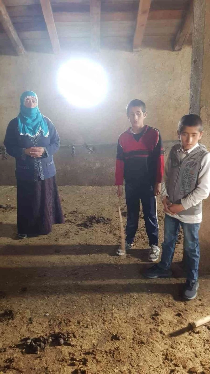 Ağrı’da ahıra giren hırsızlar 10 büyükbaş hayvanı çaldı
