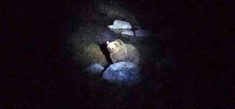 Nemrut Krater Gölü’nün müdavim ayıları yeniden görüntülendi
