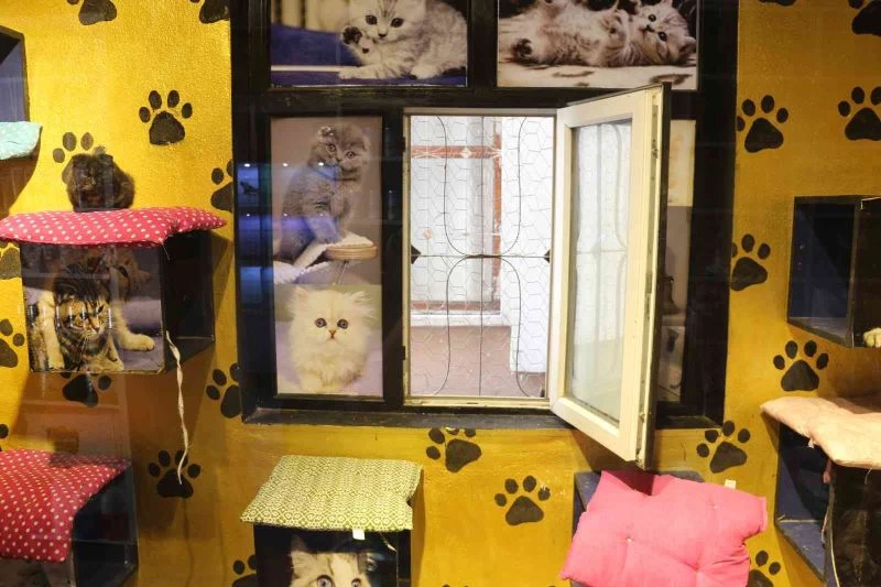 Bu pansiyonda kediler kalıyor
