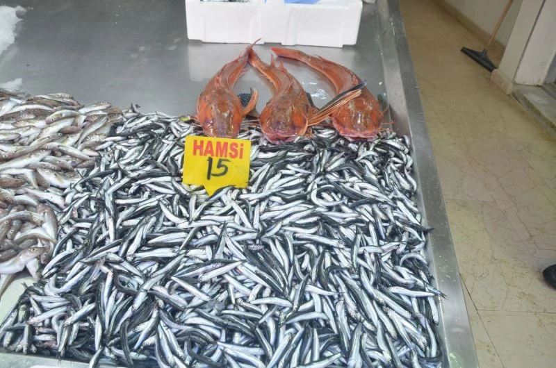 Sinop’ta 5 kiloluk kırlangıç balığı yakalandı
