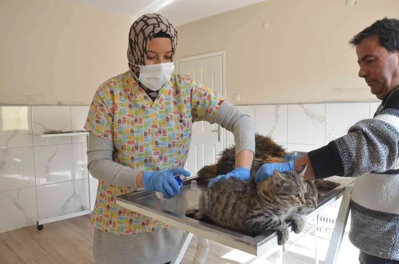 Mahallenin sevimli kedilerine özel bakım ve aşılama yapıldı
