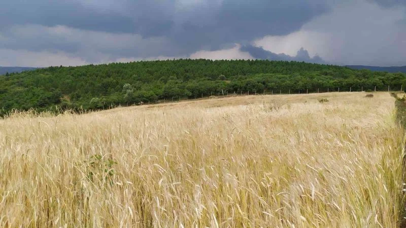 Siyez buğdayında hasat bereketi

