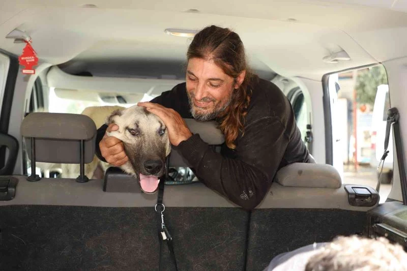 Yaralı çoban köpeği, tedavisinin ardından sahiplendirildi
