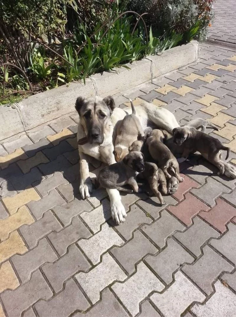 Köpeği öldüren çobana para cezası
