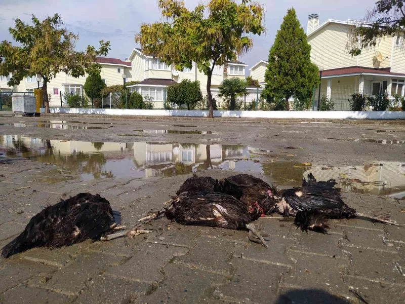 Enez’de aç kalan köpekler 9 tavuk ve 1 horozu telef etti
