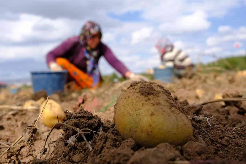 Rekoltede rekor kırıldı, fiyatlar üreticinin yüzünü güldürdü

