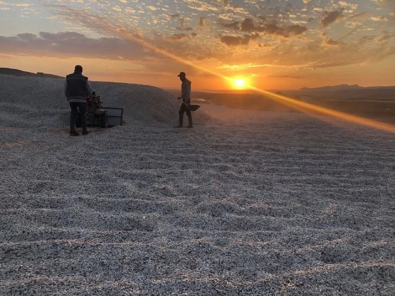 Çekirdek hiç bu kadar güzel görünmemişti
