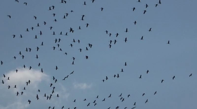 Hatay’da göç eden turnaların muhteşem görüntüsü
