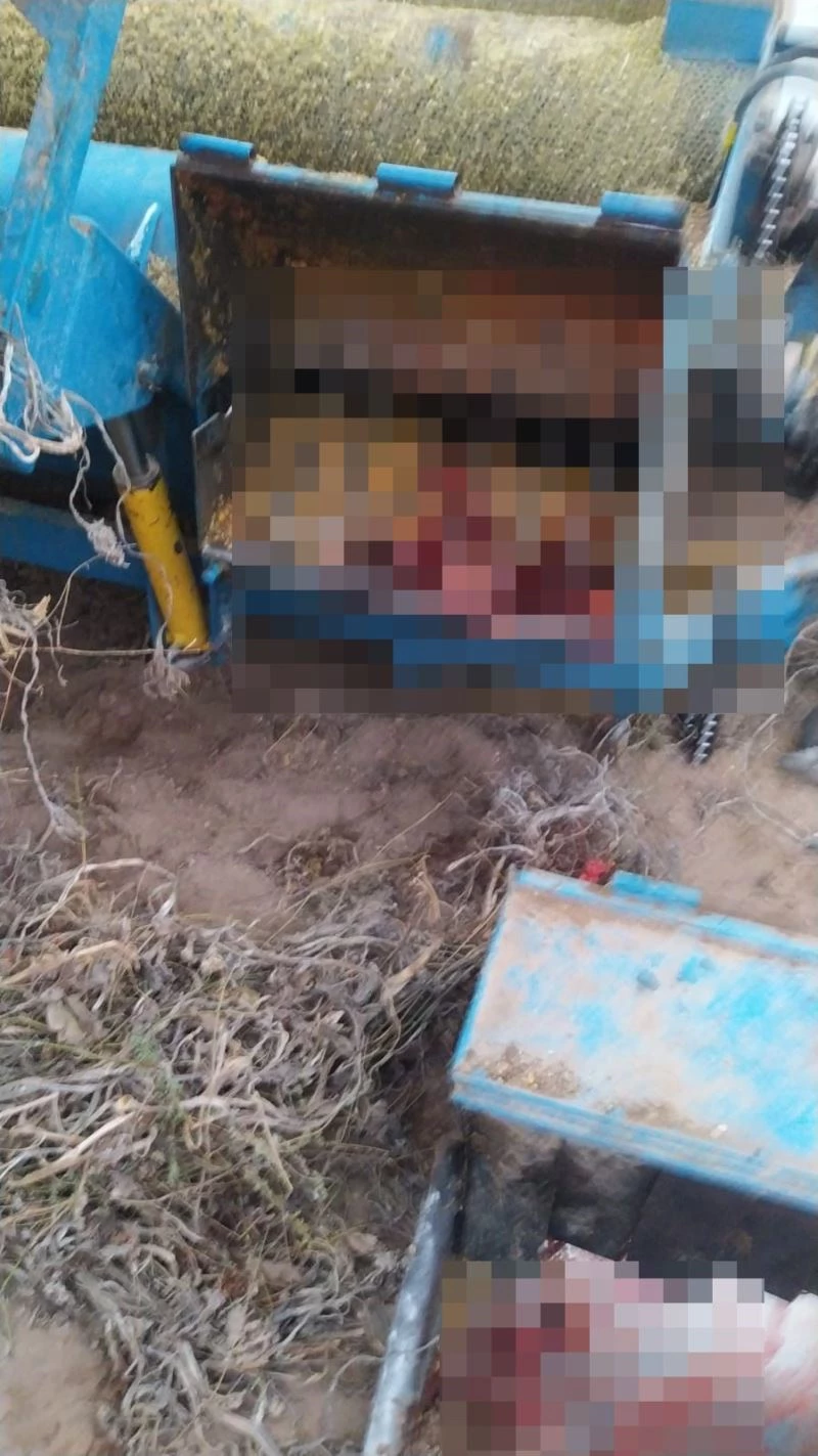 Kabak çekme makinasına düşen kadın ağır yaralandı
