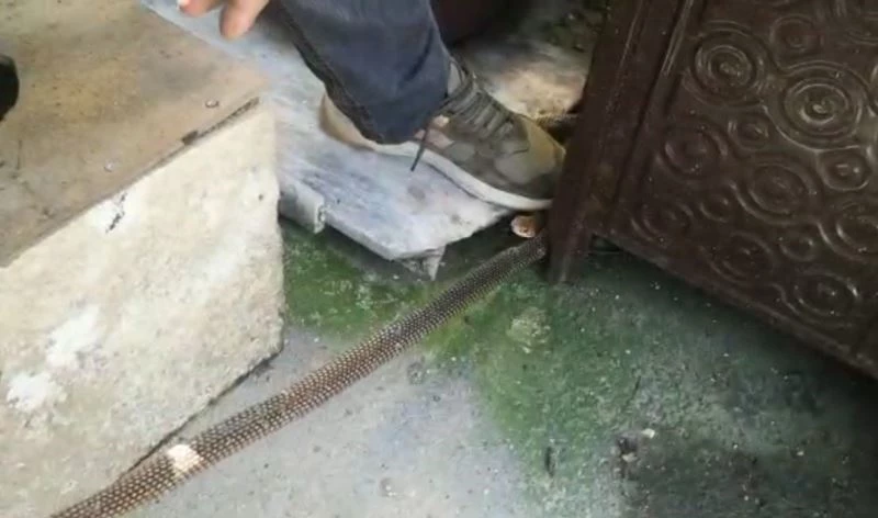 Kış uykusuna yatmayan yılan eve girdi, herkes evi boşalttı
