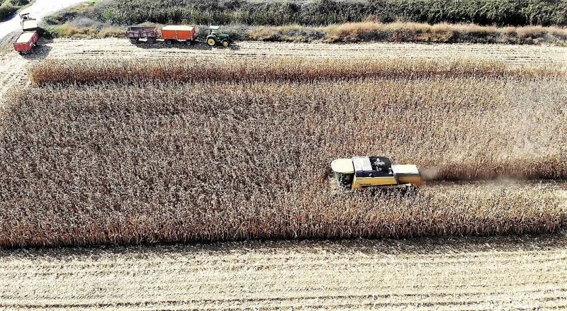 Dane mısır çiftçinin yüzünü güldürdü
