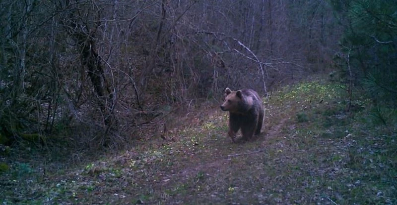 Küre Dağları Milli Parkı’nda yaban hayatı fotokapanlarla görüntülendi
