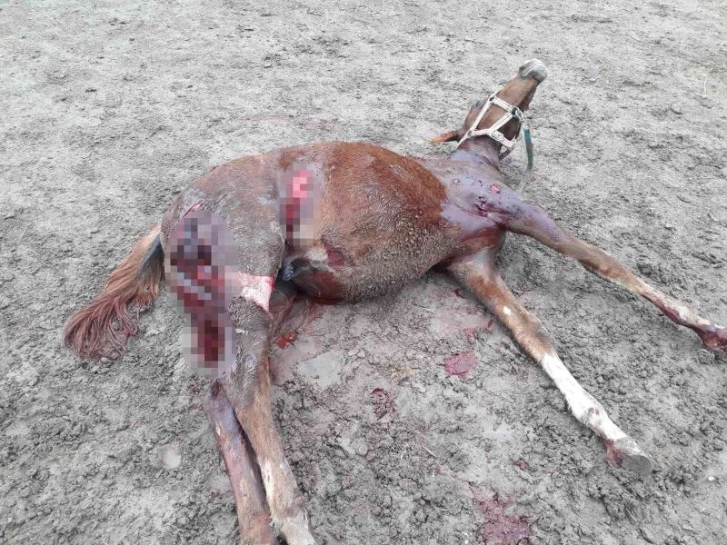 Yüzbinlerce liralık değerli atlar tehlike altında
