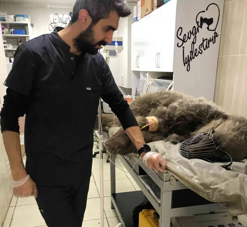 Dağdan inen ayıya otomobil çarptı