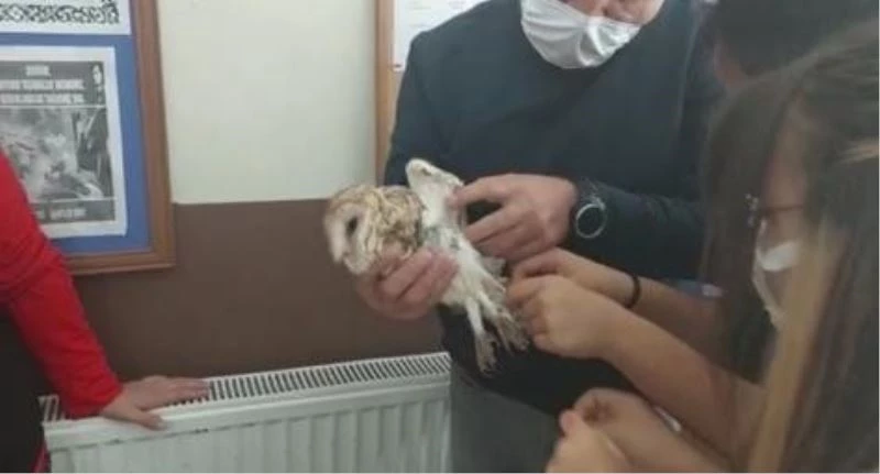 Ölmek üzere olan paçalı baykuşu öğrenciler kurtardı