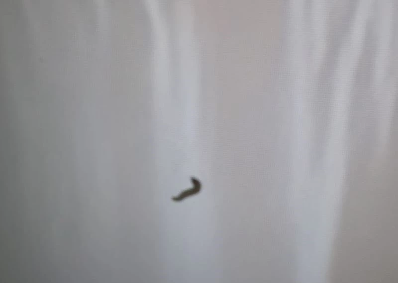 Kurtçuk televizyon ekranının içine yuva yaptı, aile neye uğradığını şaşırdı
