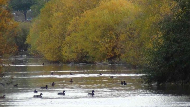 Yeşilbaş ördekler üniversite sulak alanında
