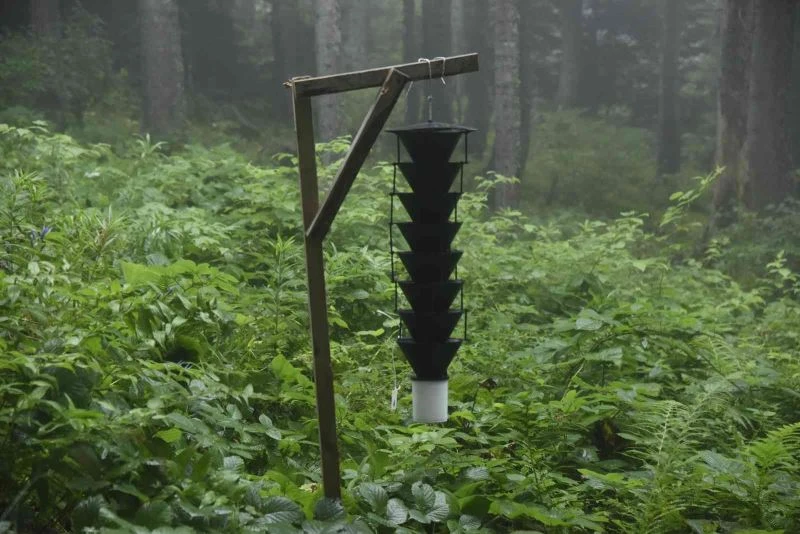 17 bin hektar alana sahip Hatila Milli Parkı’nın 700 hektarlık alanı istilacı böcek tarafından kuşatılmış durumda
