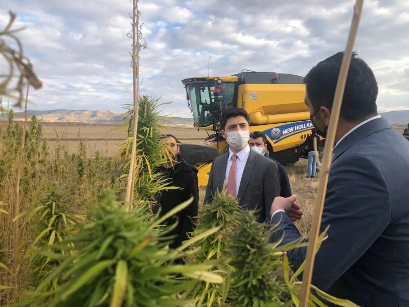 Kaymakam biçerdöverin başına geçti kenevir hasat etti
