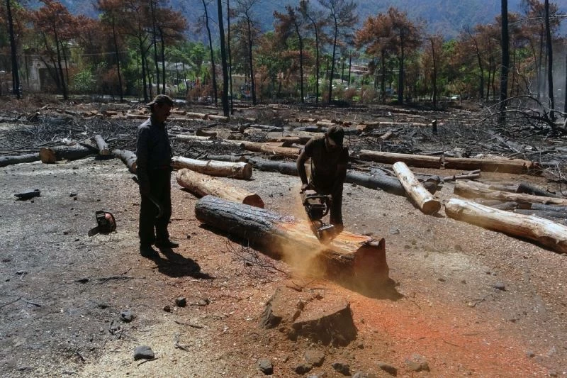 Tomru stoku azalıyor, palet üreticileri ihracatçılarla karşı karşıya gelmek istemiyor
